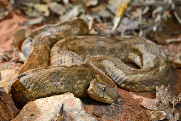 Fototapeta premium Europäische Hornotter - Weibchen // nose-horned viper - female (Vipera ammodytes meridionalis) - Kykladeninsel Tinos, Griechenland