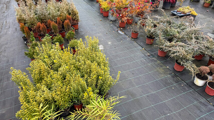 Lush potted plants in a garden center, outdoor nursery shopping, landscaping, and gardening inspiration