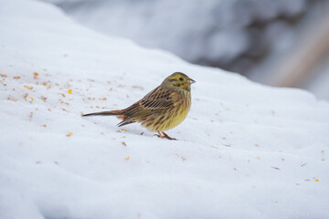 Emberiza citrinella small songbird in the snow....
