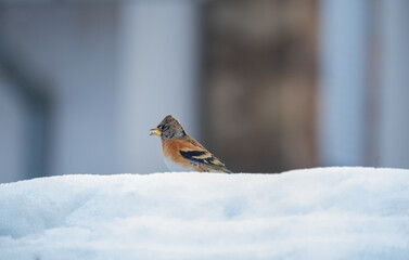 Brambling Bird with a grain of corn in its beak, on the snow....
