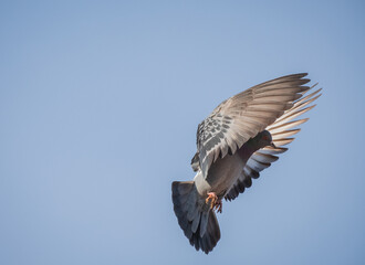 Pigeon caught on camera at the moment of landing
