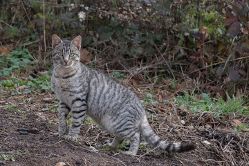 
A domestic cat went hunting in nature
