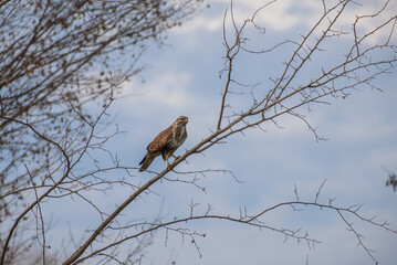 A hawk stands on a branch in its natural habitat
