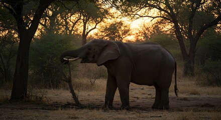 Fototapeta premium Elephant Feeding on Tree Branch at Sunset by Khwai River Forest with Magic Wildlife Scene Generative AI