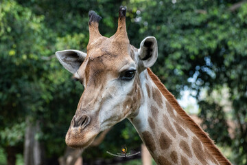 big giraffe at Asia