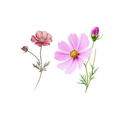 Pink cosmos flowers on white background