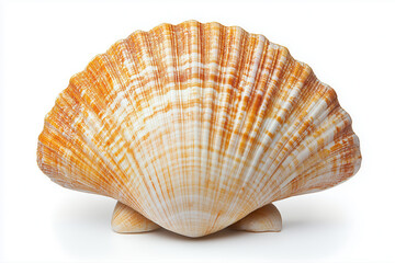 Obraz premium Shell isolated on white background.
