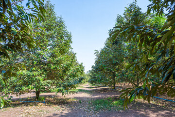 Durian farmers in Thailand