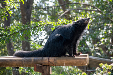 Binturong also Known as a Bearcat