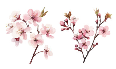Obraz premium Minimalist Cherry Blossom Watercolor Vector Illustration on White Background