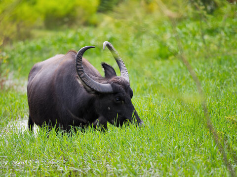 Thai water buffalo with long horn grazing in the rice field at Pak Phli Nakhon Nayok Thailand