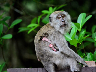 Female Crab-eating Macaque (or Long-tailed macaque) with a  baby, relaxing on the fence of Peat Swamp Forest at Nrathiwas Thailand