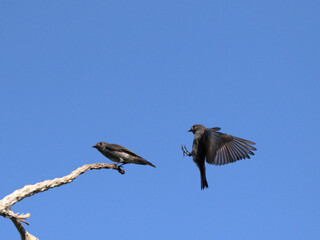Dark-sided Flycatcher in mid-flight movement, merged 2 photos into one,  landing on tree branch at Kaeng Krachan National Park Phetchaburi Thailand