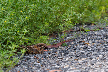 Indian Nightjar camouflage on the ground at Pak Phli Nakhon Nayok Thailand