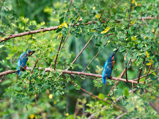 A male Common Kingfisher extends its neck, performing a courtship display for the female on the left  at Pak Phli Nakhon Nayok thailand