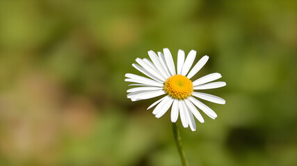 Fototapeta premium Common daisy blossom isolated on transparent background