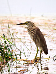 A pond heron standing still, waiting to catch its prey at Pak Phli Nakhon Nayok Thailand