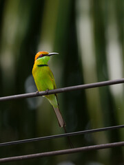 A Vertical Photo of Llittle Green Bee-eater perched on a wire, looks very peaceful, with a  backdrop of coconut tree at Pak Phli Nakhon Nayok Thailand