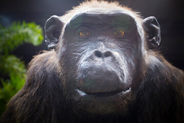 The most human-like image of a chimpanzee's face.