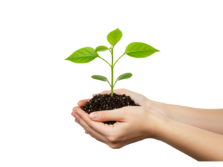 A close-up, full shot of two hands holding a small seedling planted in soil