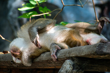 lay down Macaque monkey at Thailand