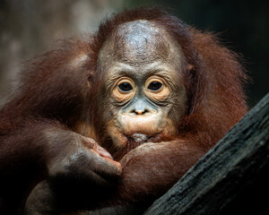 Close-Up Portrait of a Young Orangutan Resting Thoughtfully on a Tree