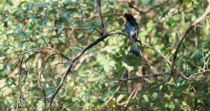 Greater racket-tailed drongo bird perched on branch in dense green forest scenery.
