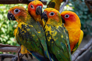 Colorful parrot , Sun Conure Bird
