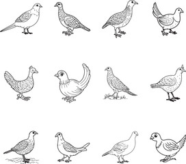 set of quail birds line art vector