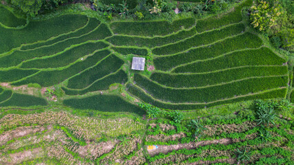 A breathtaking landscape of lush green rice fields stretches endlessly, creating a serene and peaceful view.