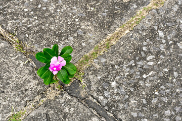 New growing life,Strong grass survive and growth in concrete ground.
