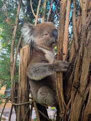 Cute koala close-up resting in a tree, showcasing its fluffy fur, expressive face, and natural habitat in Australia