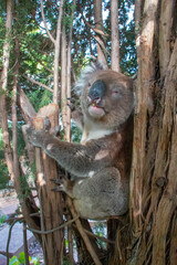 Cute koala close-up resting in a tree, showcasing its fluffy fur, expressive face, and natural habitat in Australia
