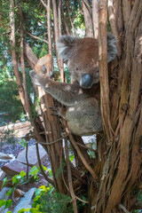 Cute koala close-up resting in a tree, showcasing its fluffy fur, expressive face, and natural habitat in Australia