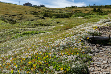 綿毛のチングルマ