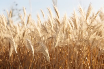Fototapeta premium Plant background field grass agriculture.