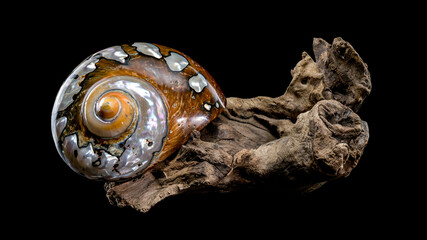 Turbo Sarmaticus Shell on Driftwood