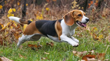 Beagle Running in Autumn Park. Dog Enjoying Playtime in Green Meadow