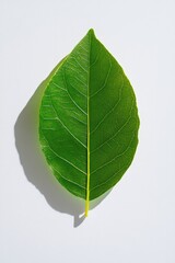 Vibrant green leaf showcasing intricate veins against minimalist