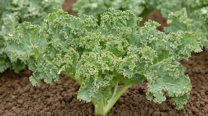 Vibrant green kale plant thriving in rich soil, surrounded by lush garden greenery