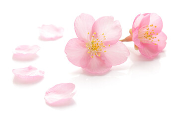 桜 花びら ピンク 春 白 背景