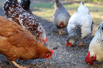 Group of mixed hens pecking at seed