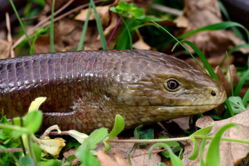 Scheltopusik // Sheltopusik (Pseudopus apodus) - Griechenland