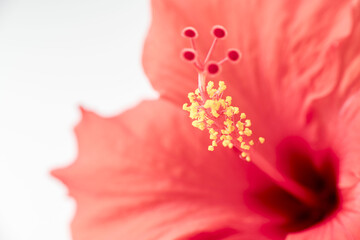 ハイビスカスの花