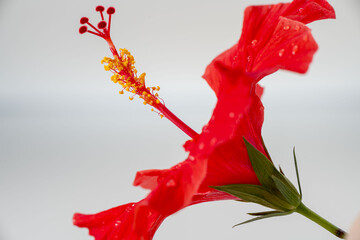 ハイビスカスの花