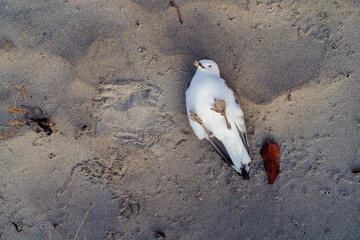 Dead seagull on sandy beach. Nature's fragility. Environmental impact. , Whangamata, Coromandel...