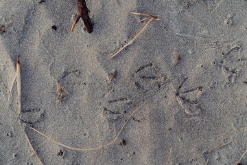 Seagull tracks in the sand, nature's artistry. Coastal wildlife prints. , Whangamata, Coromandel Peninsula, New Zealand