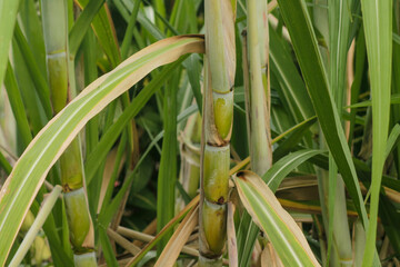 fresh sugar cane in garden. Sugarcane planted to produce sugar and food	
