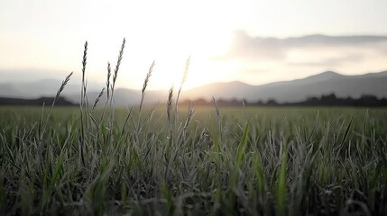Fototapeta premium Dewy Grass Field At Sunrise With Mountains