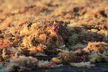 dried seaweed, close-up shot of dried seaweed by the sea	
